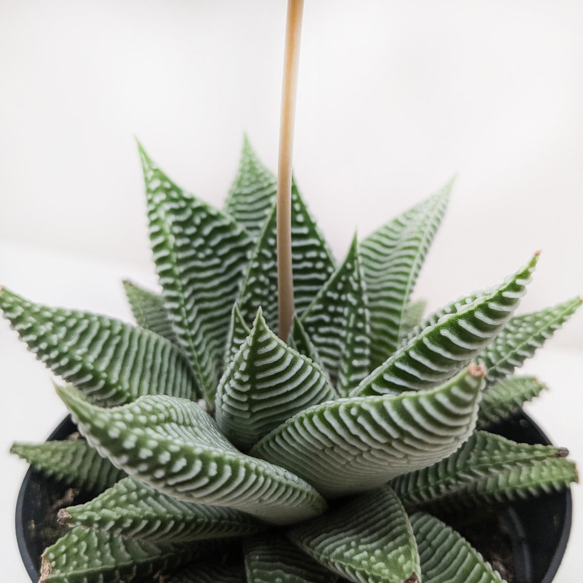 Haworthia Miami succulent zebra-striped leaves in a black pot House Plant Shop on Tampa Home & Garden Store