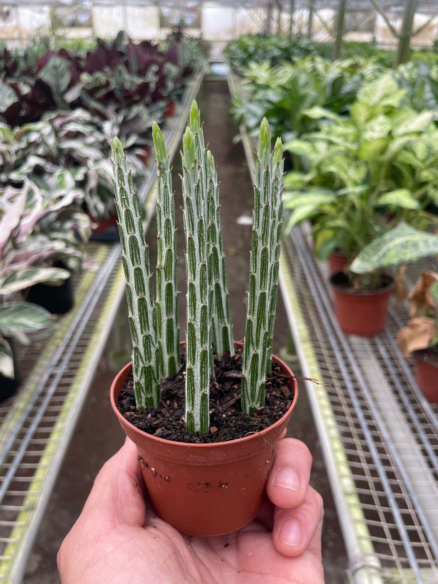 Senecio Stapeliiformis Pickle Plant 4in pot with green ridged stems Rooted Treasures Farms on Tampa Home & Garden Store