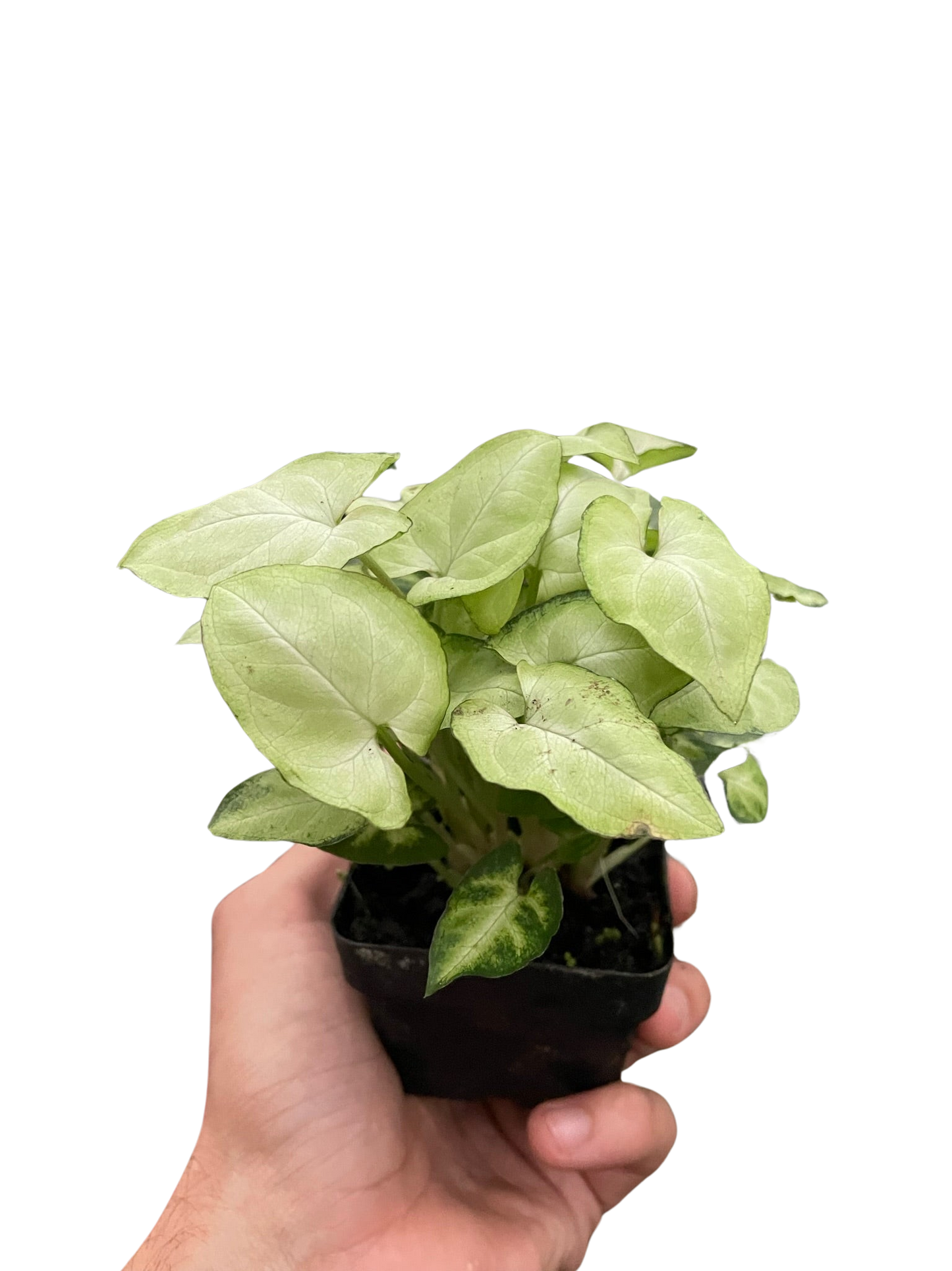 Singonio 'Moonshine'