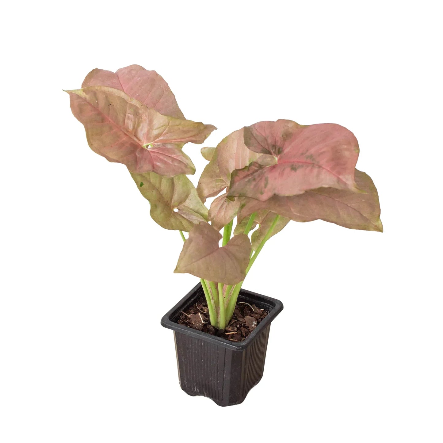 Syngonium Strawberry indoor plant by Rooted Treasures Farms with pink leaves in a black pot on Tampa Home & Garden Store