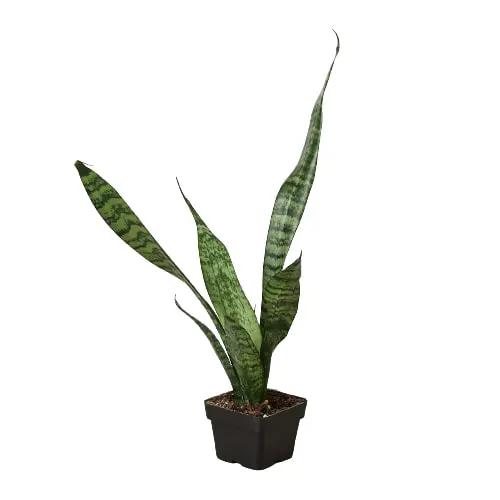 Snake Plant 'Zeylanica' - Tampa Home & Garden Store