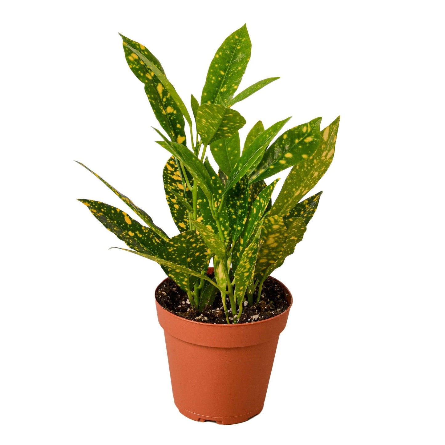 Croton Gold Dust plant in 4-inch nursery pot with yellow speckled leaves Rooted Treasures Farms on Tampa Home & Garden Store