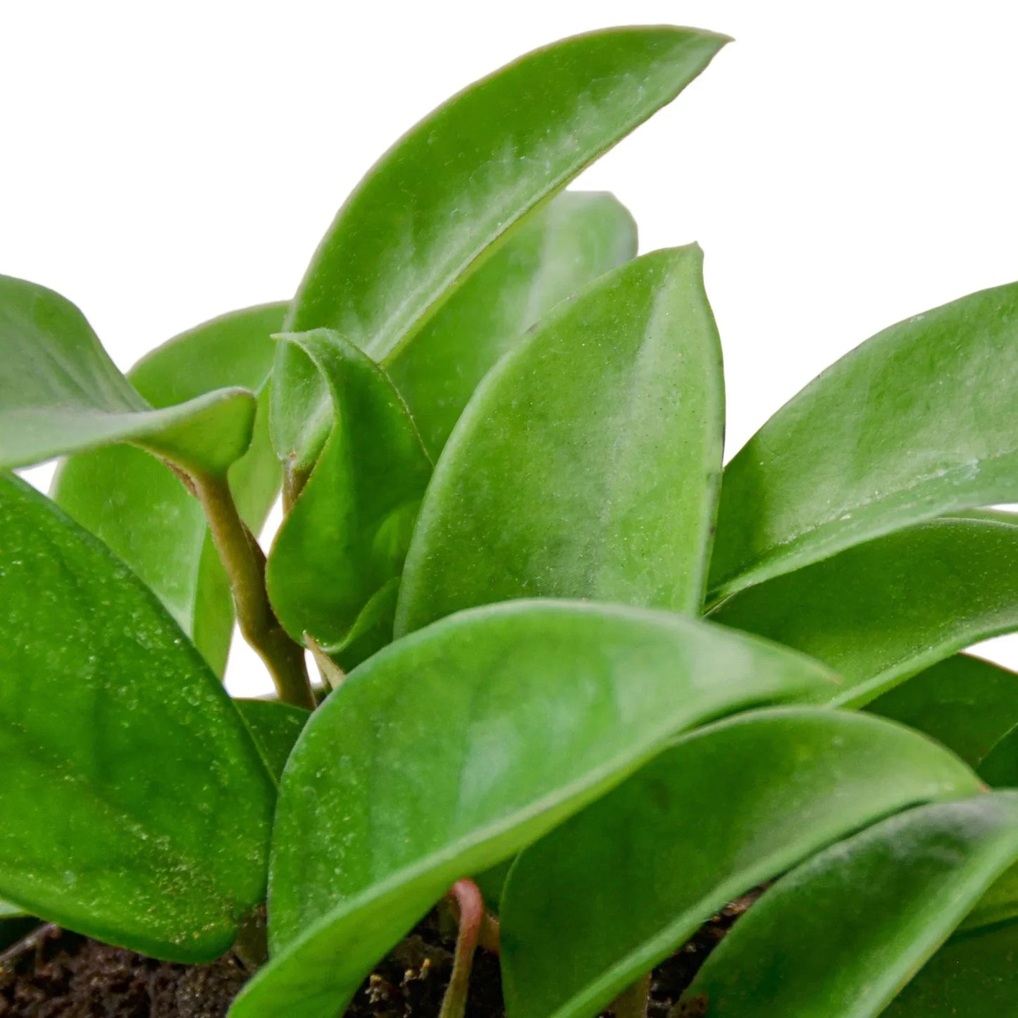 Hoya Carnosa 4in plant with glossy green leaves Rooted Treasures Farms on Tampa Home & Garden Store