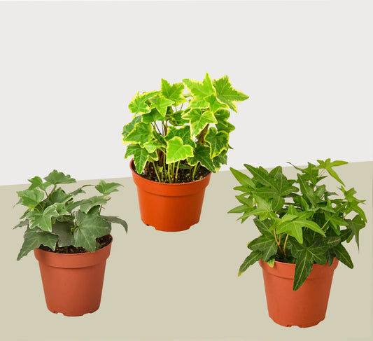 English ivy plants, 4in pots, variegated leaves, 3-pack from House Plant Shop on Tampa Home & Garden Store