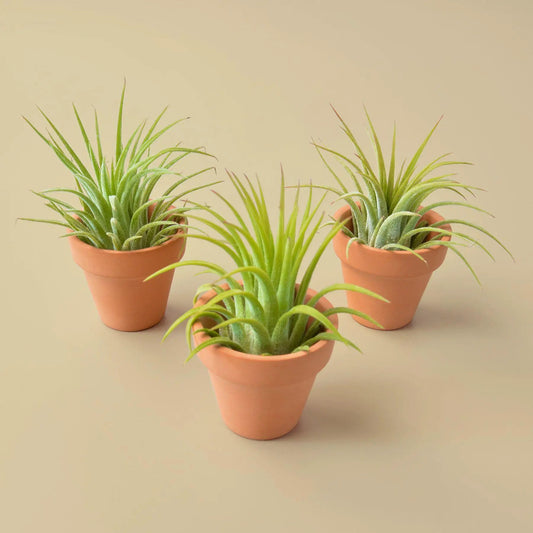 Three Ionantha air plants in mini terra cotta pots on Tampa Home & Garden Store