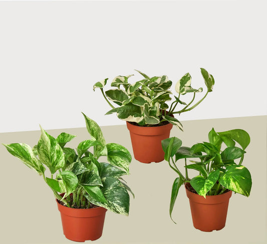 Pothos variety pack in 4in pots: three variegated leaves green and cream House Plant Shop on Tampa Home & Garden Store