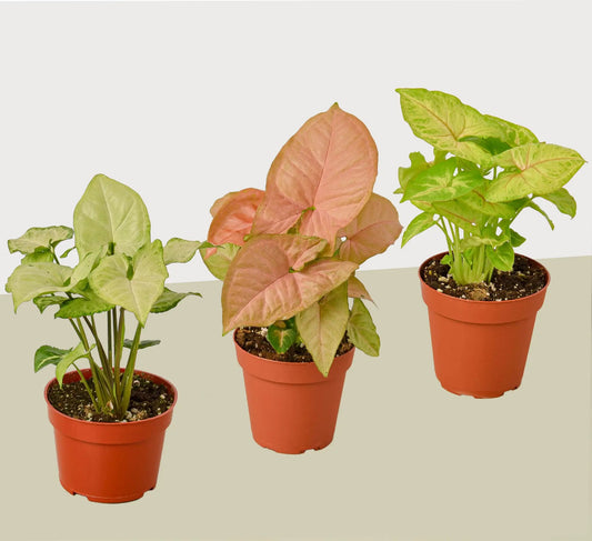Three Syngonium plants in 4-in pots with pink-green variegated arrowhead leaves, 3-pack on Tampa Home & Garden Store