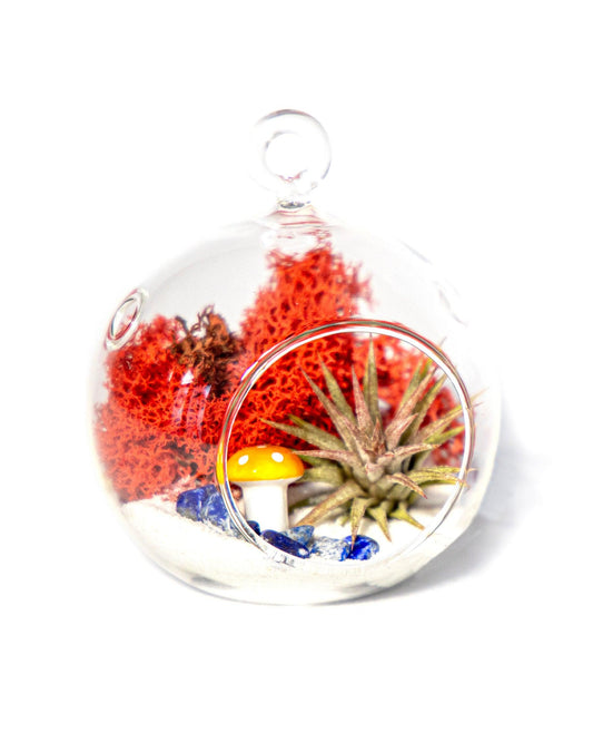 4" Air Plant Terrarium Kit | Glass Globe - Tampa soil911.com