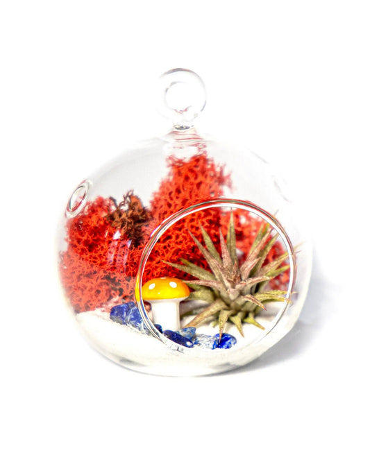 4 inch glass globe air plant terrarium kit with red moss and small succulent accent on Tampa Home & Garden Store