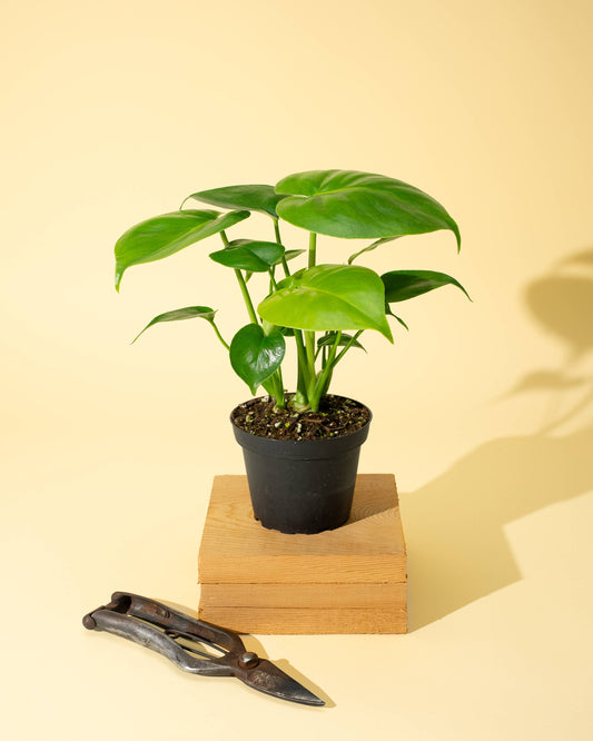 4" Monstera 'Deliciosa' - Tampa Home & Garden Store