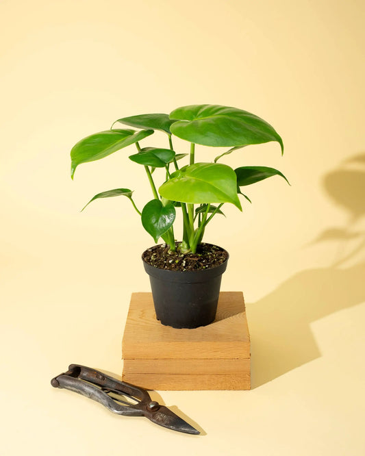 4" Monstera 'Deliciosa' - Tampa Home & Garden Store