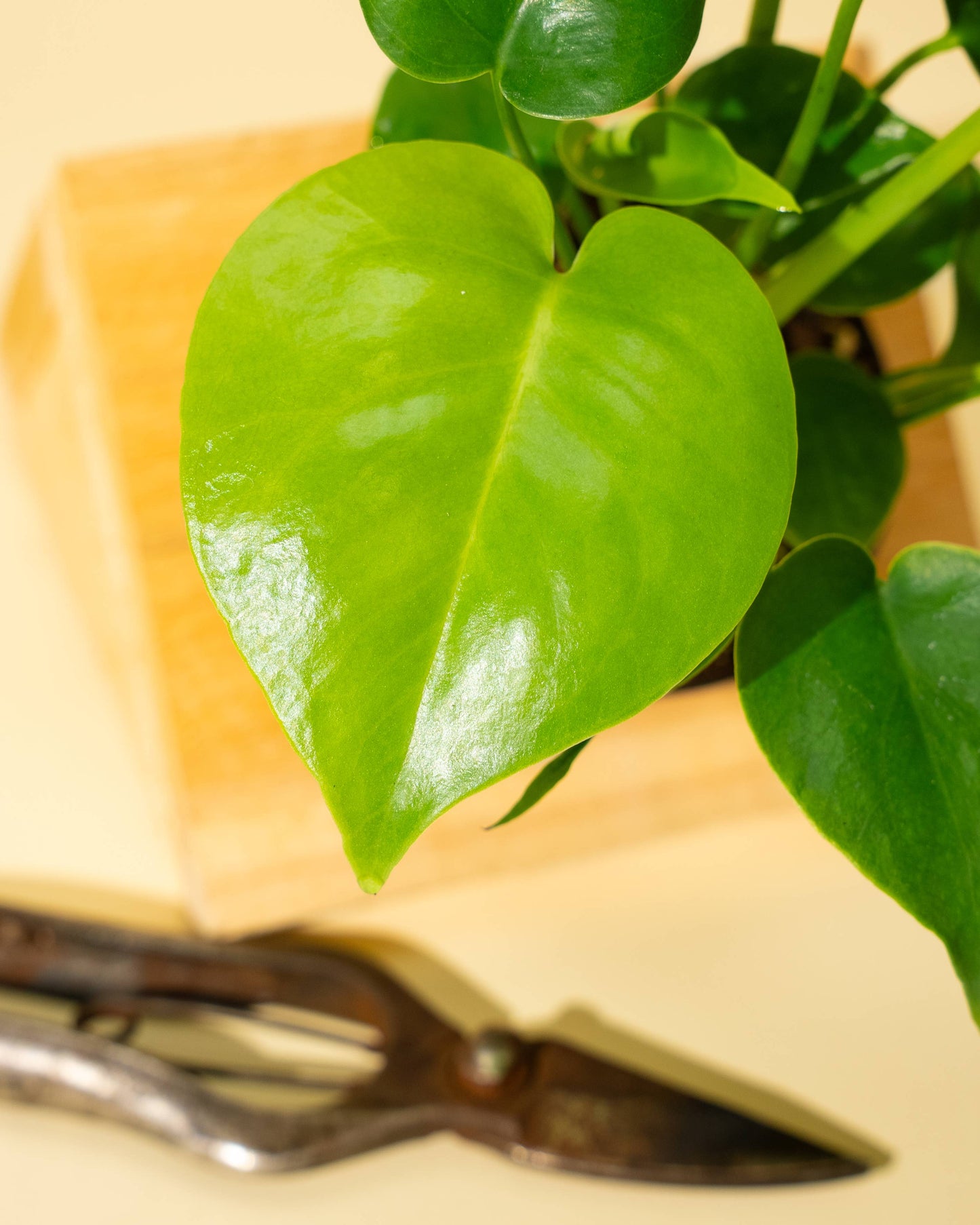 4" Monstera 'Deliciosa' - Tampa Home & Garden Store