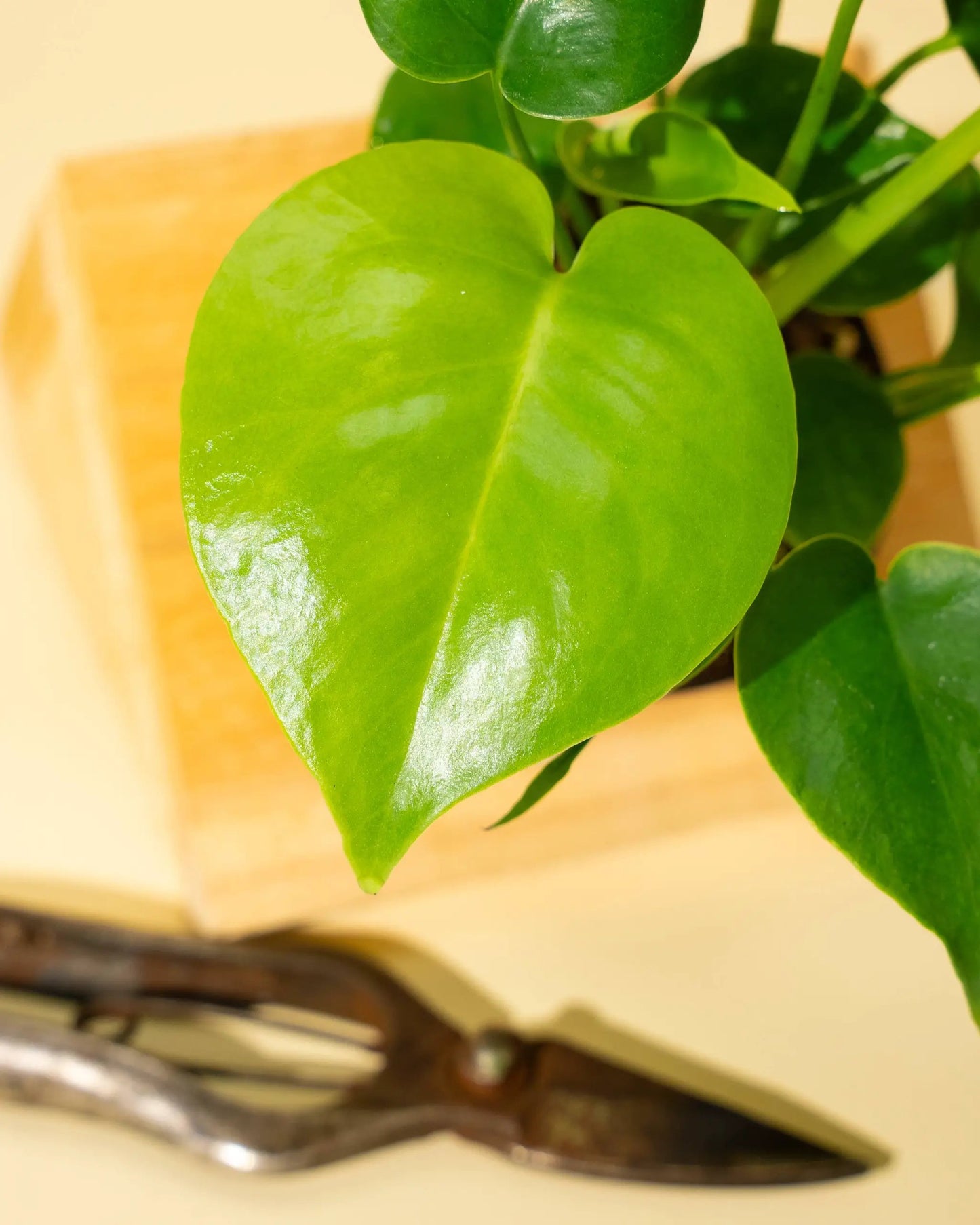 Monstera Deliciosa potted plant with split leaves and glossy green foliage on Tampa Home & Garden Store