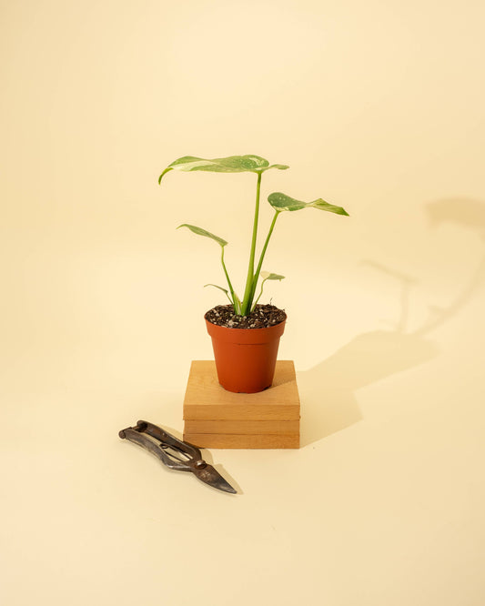 4" Monstera 'Thai Constellation' - Tampa Home & Garden Store