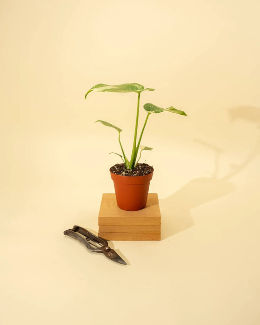 4" Monstera 'Thai Constellation' - Tampa Home & Garden Store