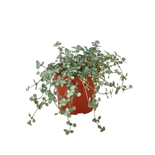 Nettle Silver Sparkle plant in a 4in terracotta pot with foliage Rooted Treasures Farms on Tampa Home & Garden Store