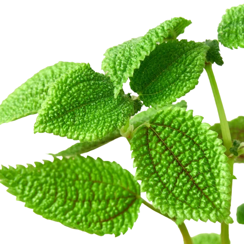 Pilea Moon Valley Plant in 4 Inch Pot