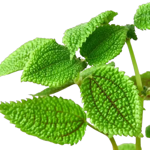 Pilea 'Moon Valley' - Maceta de 4"