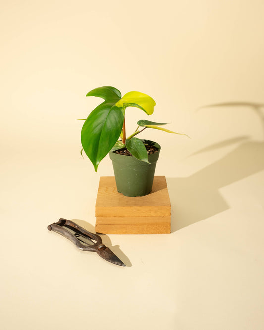 4" Philodendron Florida Beauty 'Sunrise' - Tampa Home & Garden Store