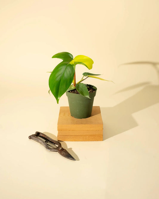 4" Philodendron Florida Beauty 'Sunrise' - Tampa Home & Garden Store