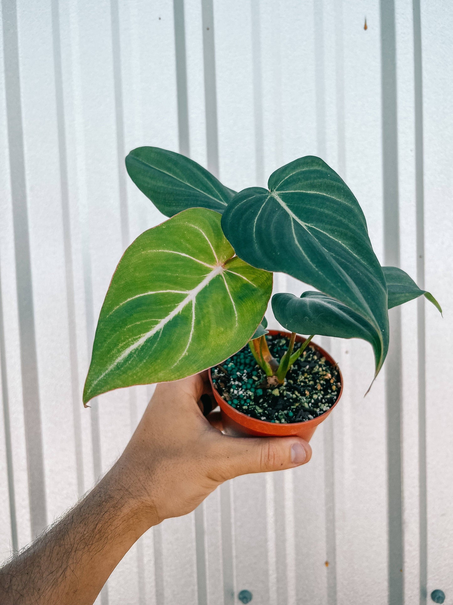 4" Philodendron 'Gloriosum' - Tampa Home & Garden Store