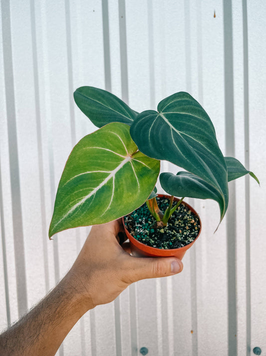 4" Philodendron 'Gloriosum' - Tampa Home & Garden Store