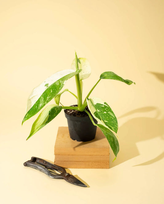 4" Philodendron 'Jose Buono Fiesta' - Tampa Home & Garden Store
