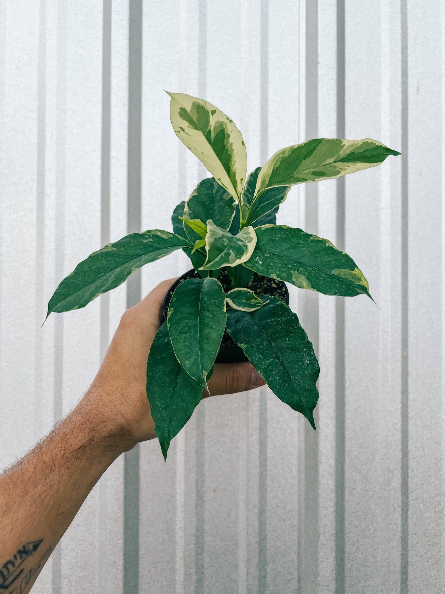 4" Variegated Hoya 'Multiflora' (Shooting Star Hoya) - Tampa Home & Garden Store