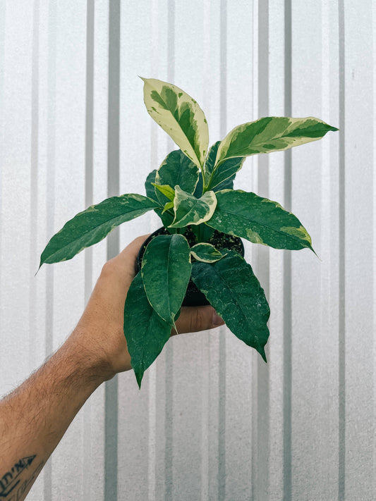 4" Variegated Hoya 'Multiflora' (Shooting Star Hoya) - Tampa Home & Garden Store