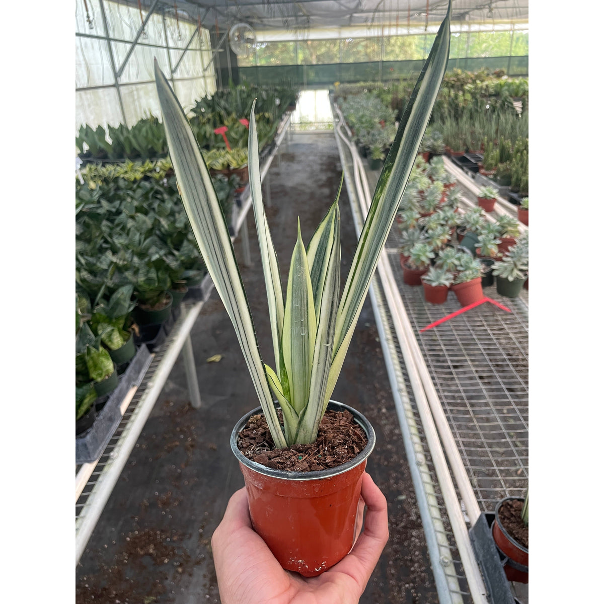 Snake Bantel's Sensation variegated snake plant in pot; potted plant House Plant Shop on Tampa Home & Garden Store