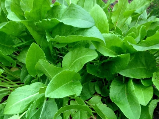 400+ Heirloom French Sorrel Seeds - Ancient Leafy-Herb, Vitamin-Rich - Tampa Home & Garden Store