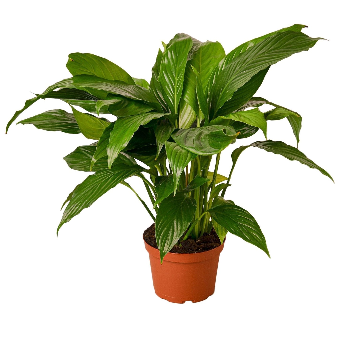 Spathiphyllum Peace Lily in 6-inch nursery pot with green leaves Rooted Treasures Farms on Tampa Home & Garden Store