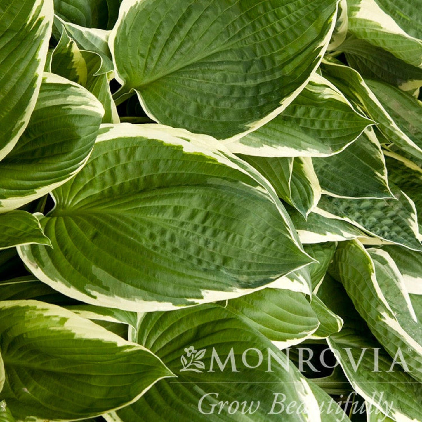 Francee Hosta plant with variegated green leaves and creamy margins by Live Good Logistics on Tampa Home & Garden Store