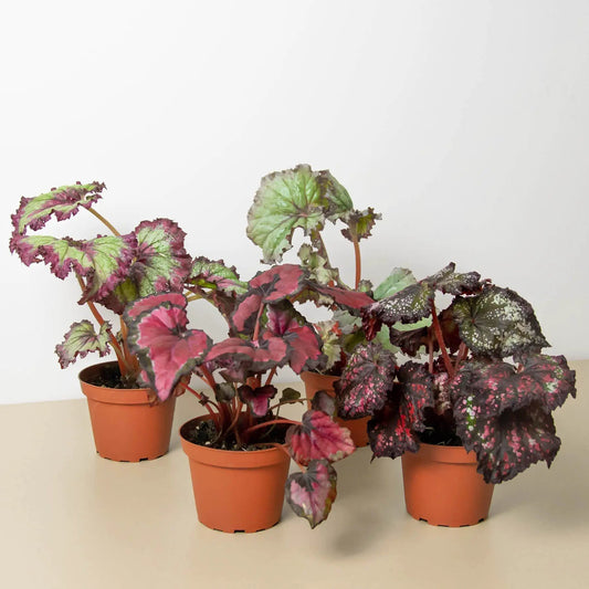 Begonia Rex indoor plants, 4-pack with variegated pink-green leaves on Tampa Home & Garden Store