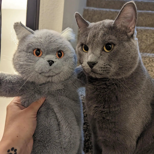 Russian Blue cat plush duo, plush toys with orange-eyed and yellow-eyed cats held by a hand on Tampa Home & Garden Store