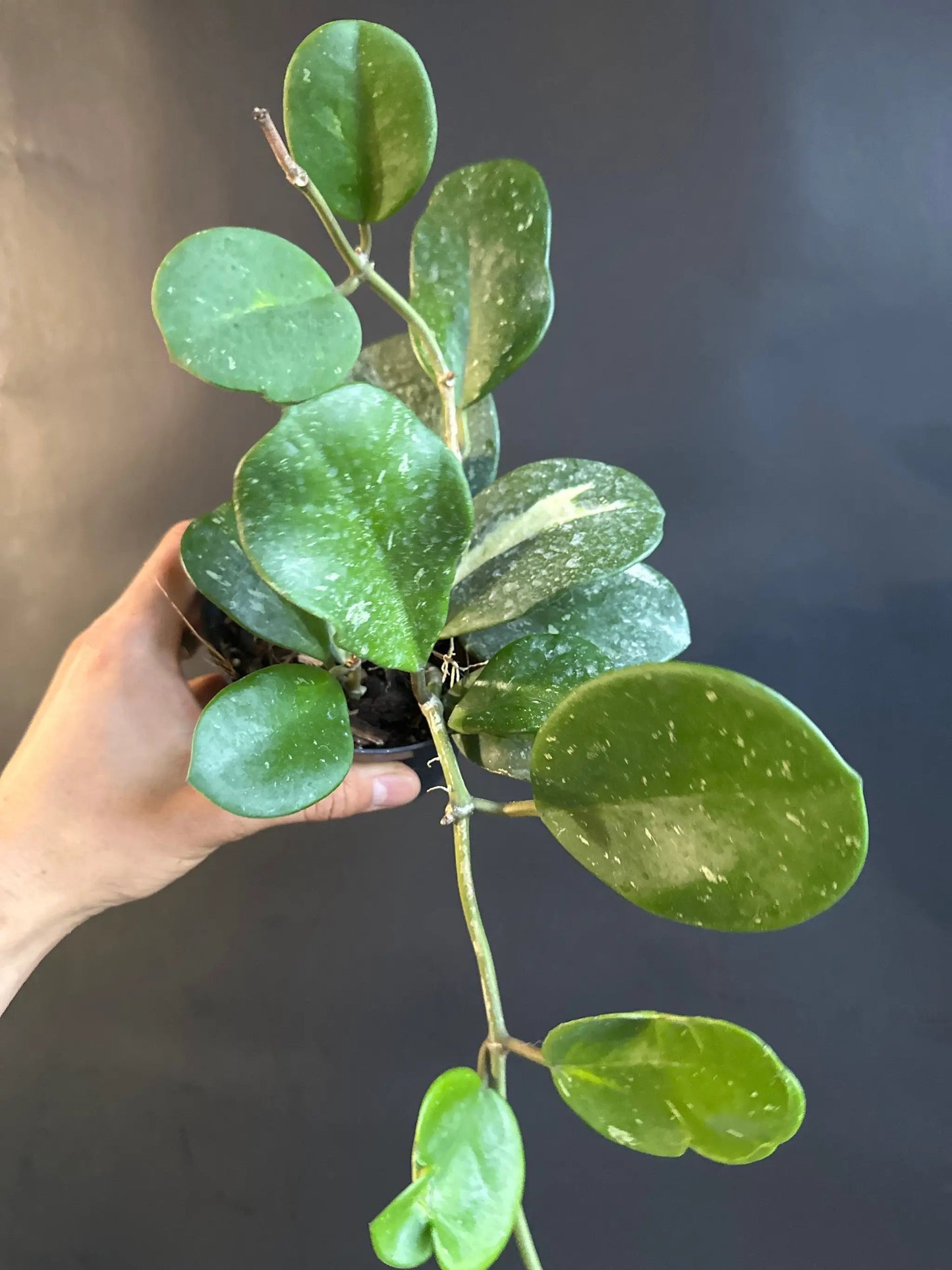 Variegated Hoya Obovata Trailing Wax Plant