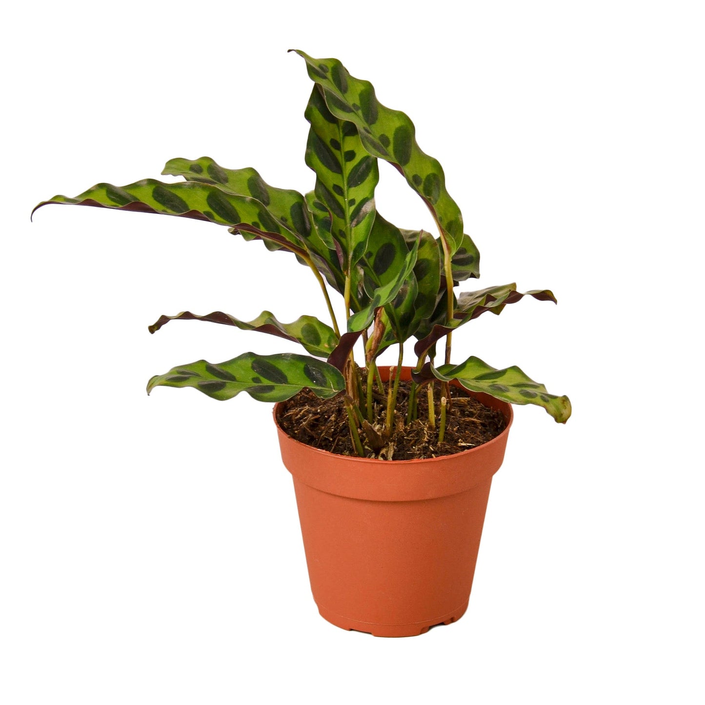 Calathea Lancifolia Rattlesnake indoor plant in 4-inch pot with variegated green leaves on Tampa Home & Garden Store
