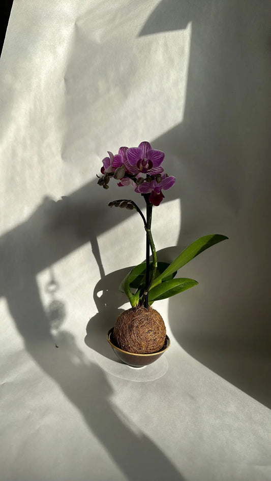 Kokedama mini orchid moss ball display with purple Phalaenopsis blooms and green leaves on Tampa Home & Garden Store