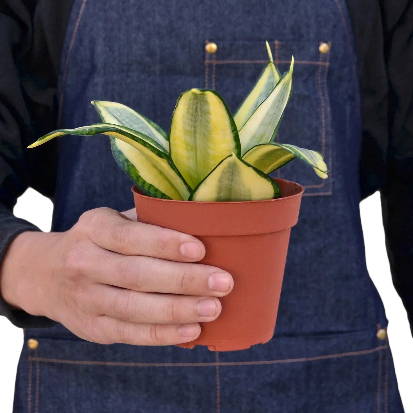 Snake Plant Gold Hahnii indoor plant with variegated yellow leaves in a pot on Tampa Home & Garden Store