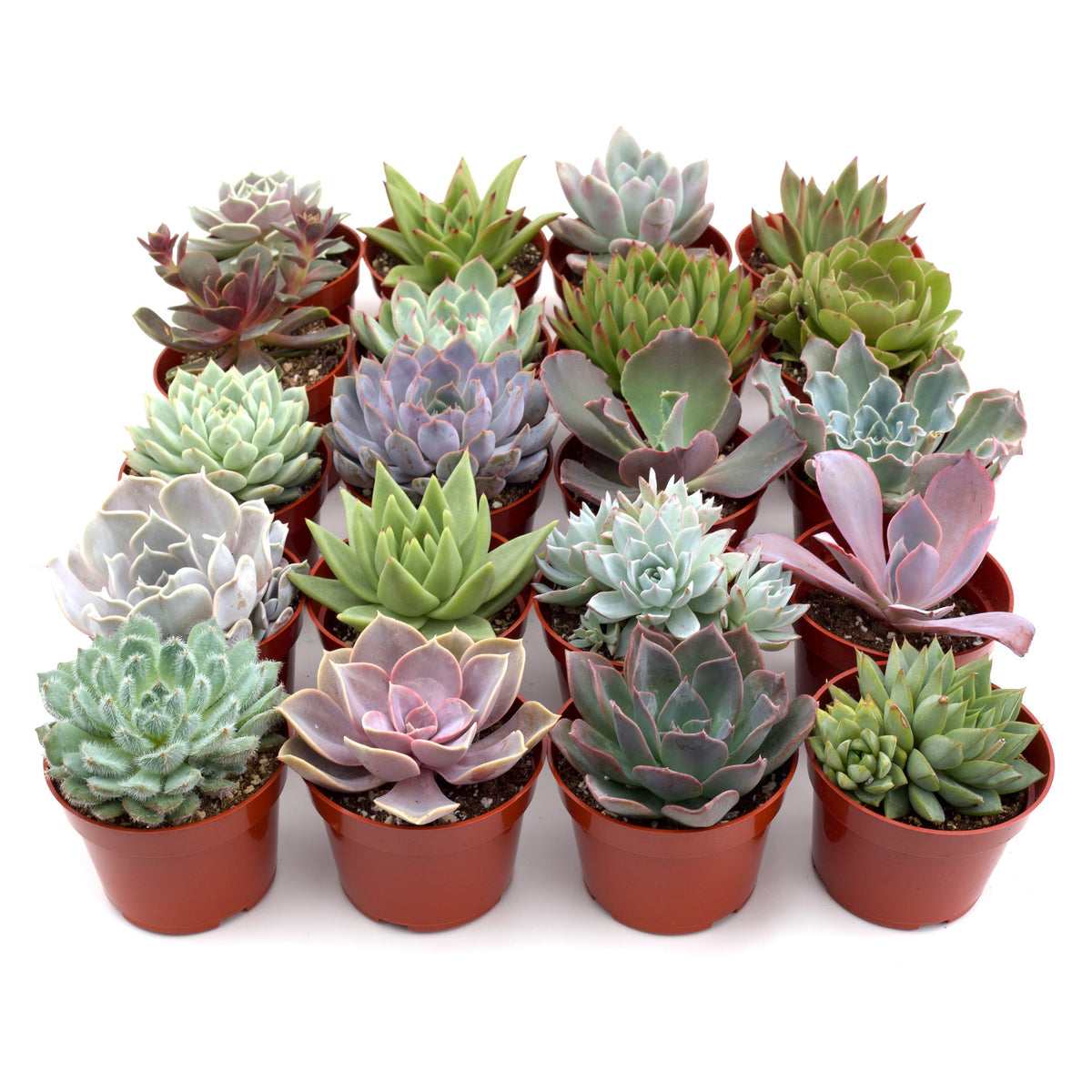 Succulent Variety Packs, assorted succulents in small red pots, House Plant Shop on Tampa Home & Garden Store