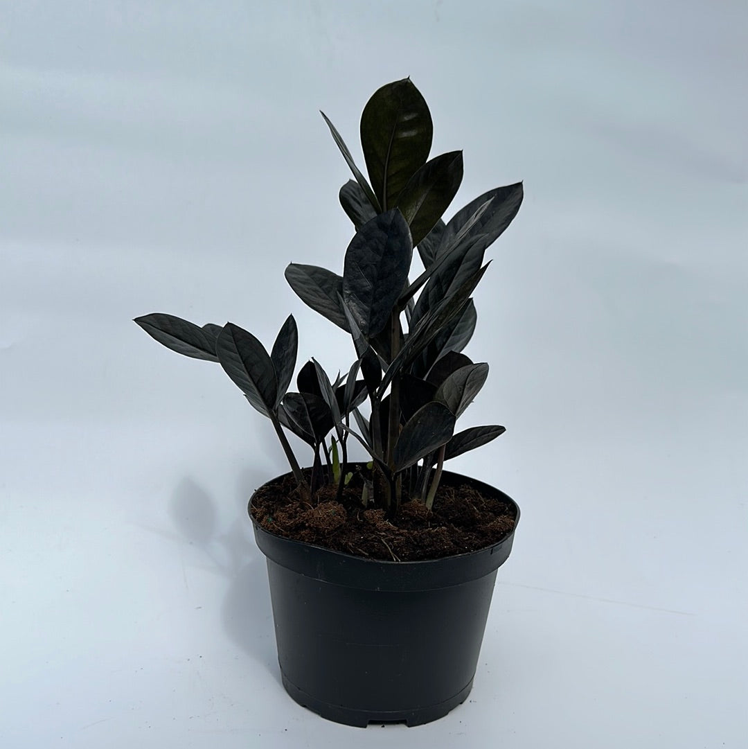 ZZ Black Raven Plant For Indoor Decor