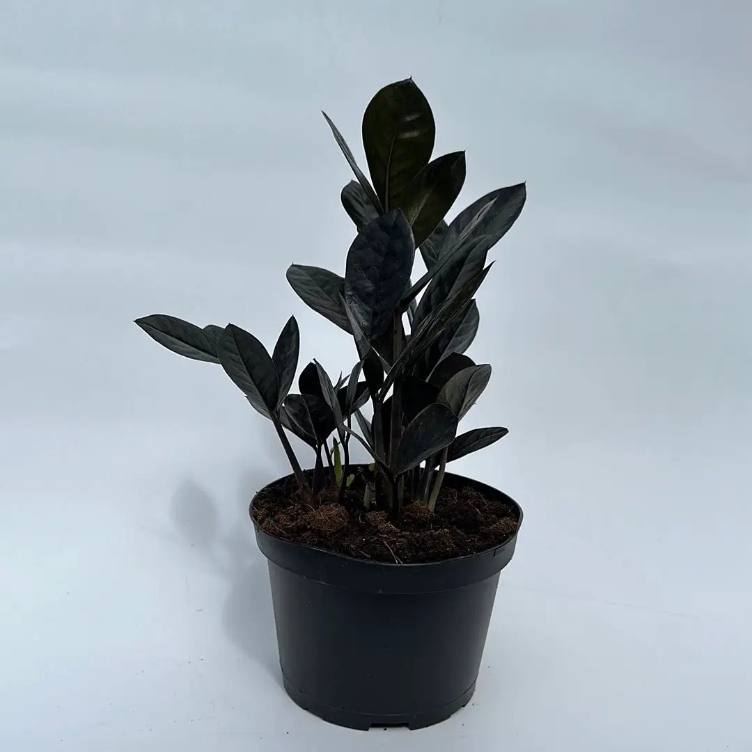 ZZ Black Raven Plant in a black pot with dark leaves, RUNOPLANTS indoor potted houseplant on Tampa Home & Garden Store