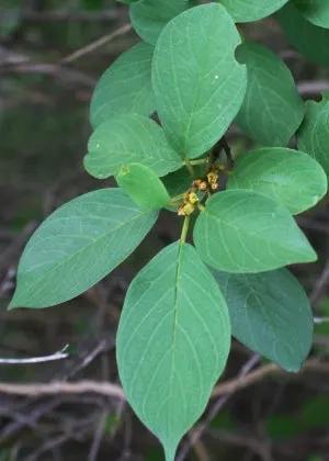 Mavi Tree (Colubrina elliptica) - Tampa Home & Garden Store