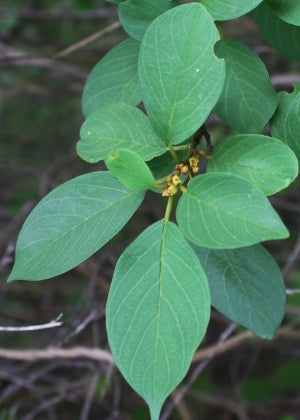Mavi Tree (Colubrina elliptica)