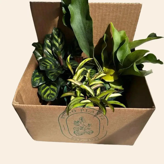 Pet Friendly Mystery Bundle box with 3 non-toxic houseplants; RUNO PLANTS logo on brown carton on Tampa Home & Garden Store