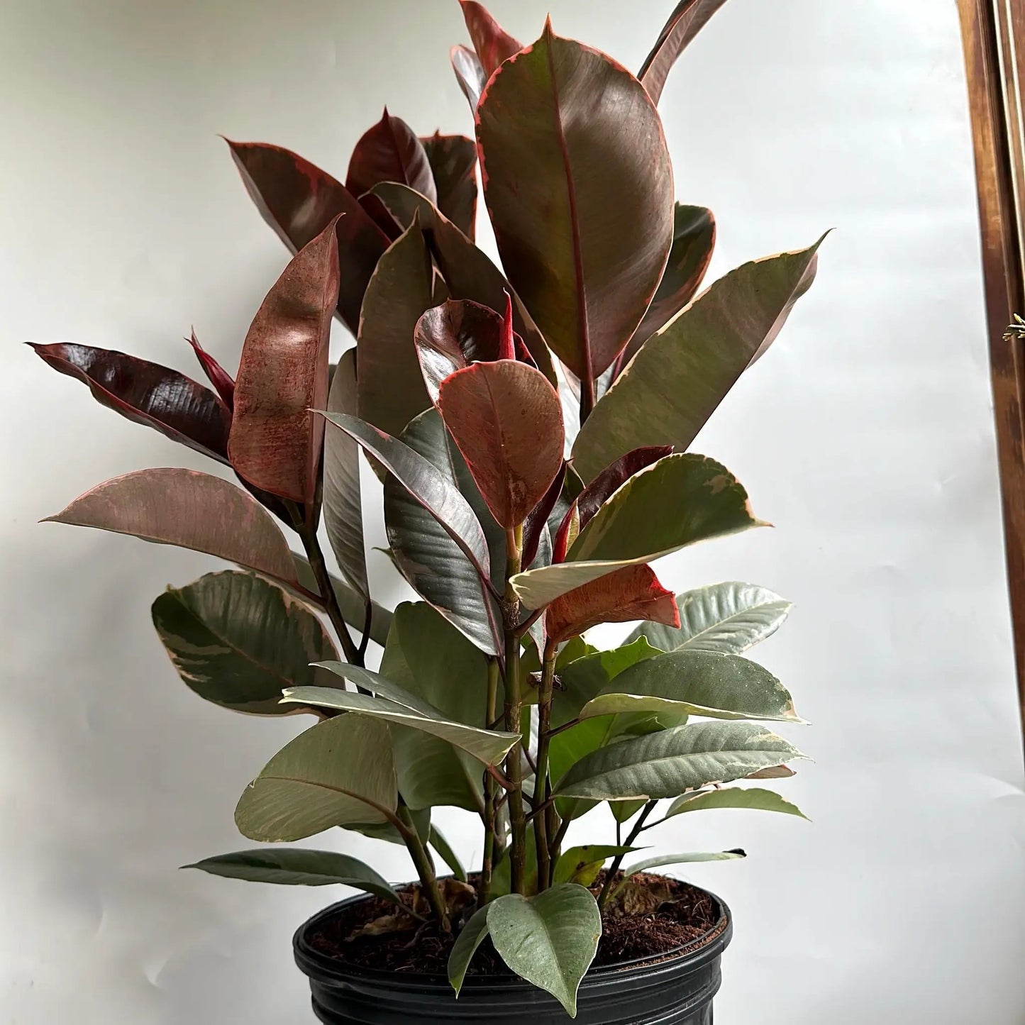 Ficus Elastica Ruby plant with dark red, glossy leaves in a black nursery pot on Tampa Home & Garden Store