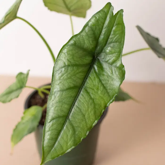 Alocasia Dragons Breath elephant ear plant with glossy green foliage on Tampa Home & Garden Store