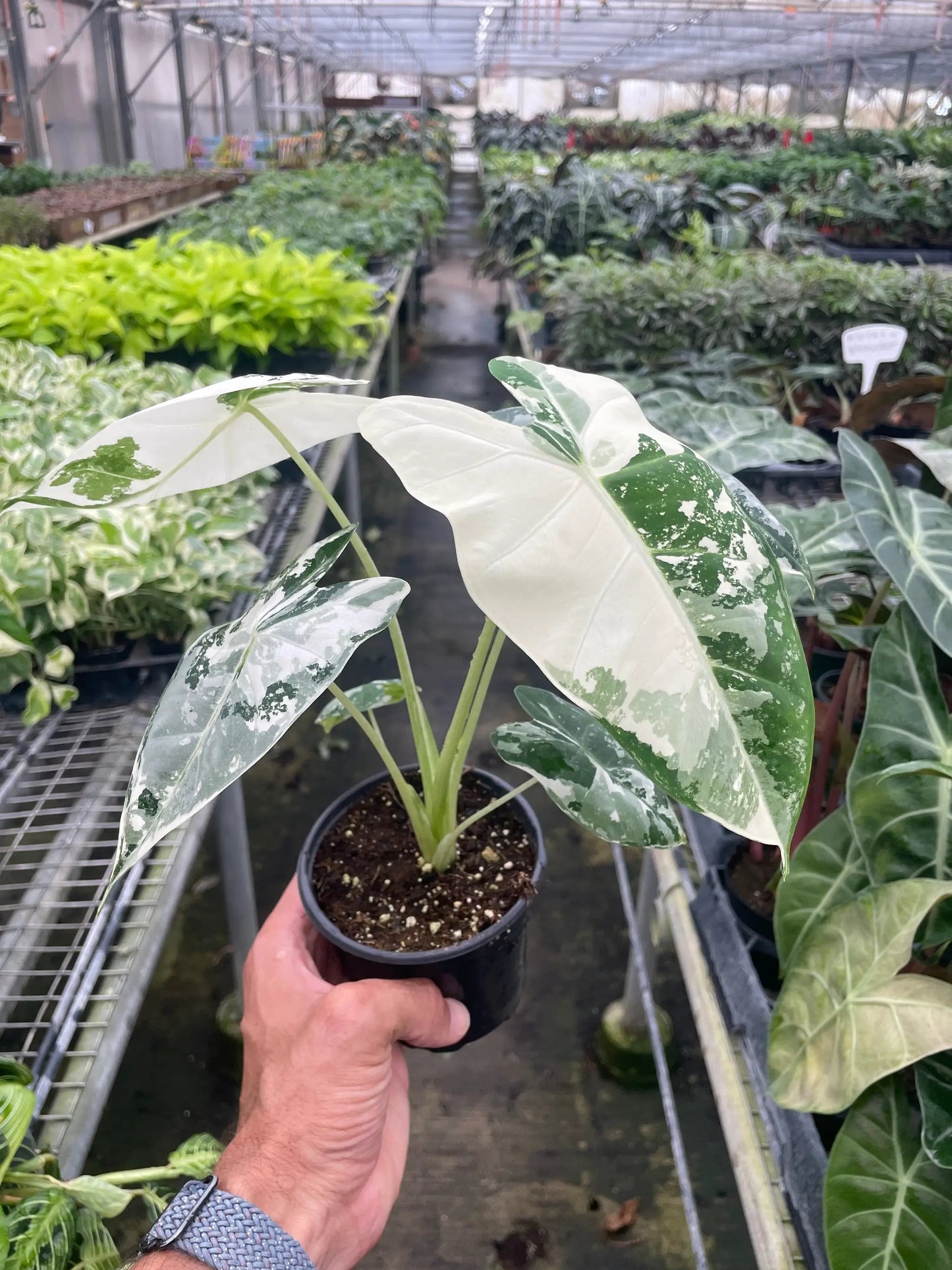 Alocasia Micholitziana Frydek variegated plant in a 4-inch pot with green and white leaves on Tampa Home & Garden Store