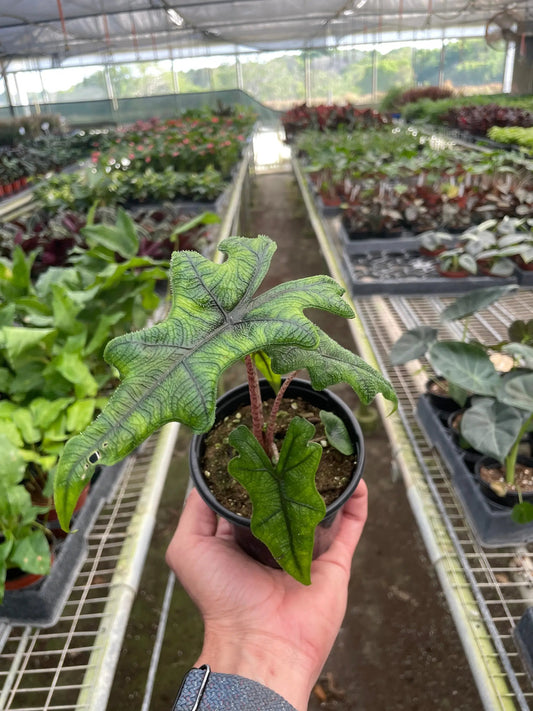 Alocasia Jacklyn houseplant with green, lobed leaves and pronounced venation in pot on Tampa Home & Garden Store