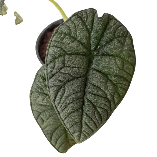 Alocasia Melo Jade Green elephant ear indoor plant with two large textured leaves in a pot on Tampa Home & Garden Store